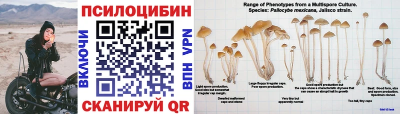 Галлюциногенные грибы Psilocybine cubensis  Кодинск 