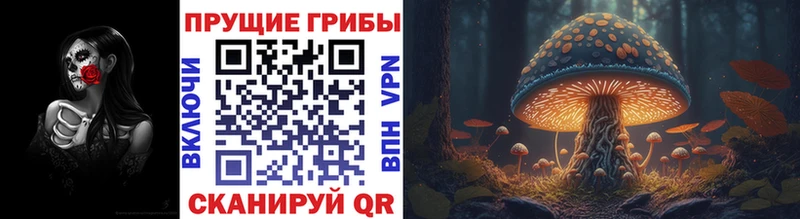 Галлюциногенные грибы Psilocybe Кодинск